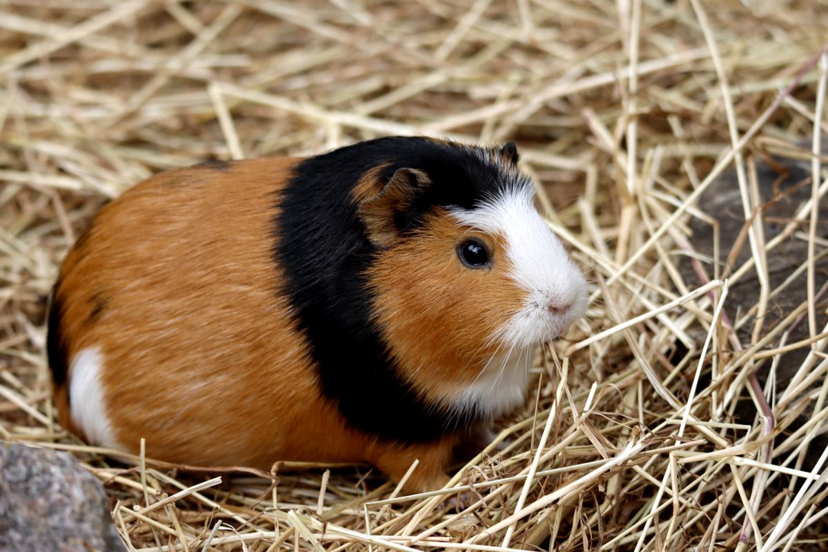 Cavia