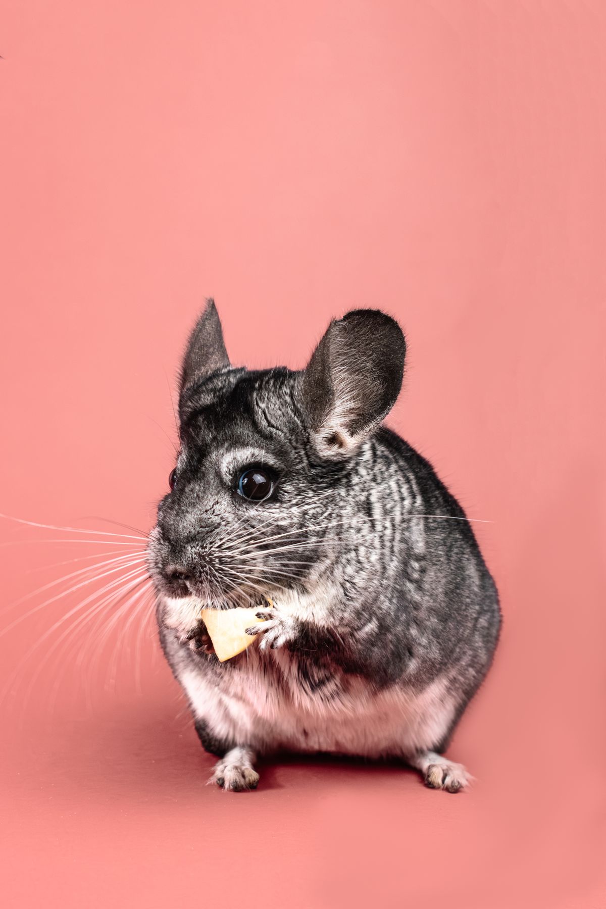 Chinchilla