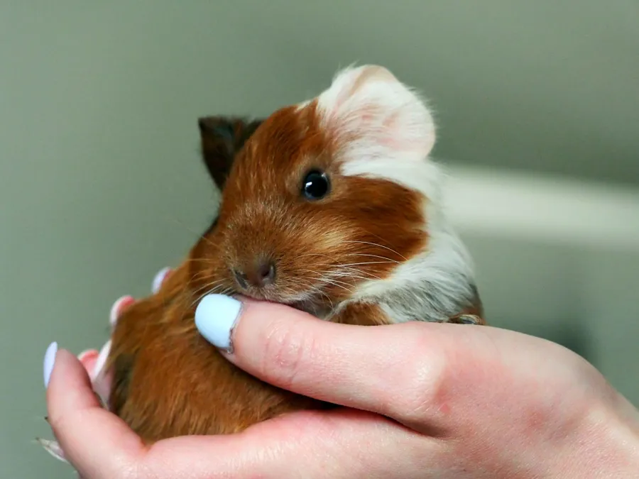 Iemand houdt een cavia vast