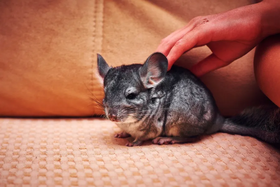 Iemand aait een chinchilla
