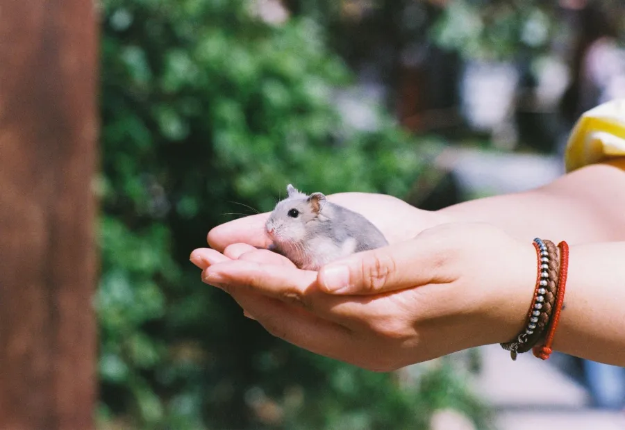 Iemand houdt een hamster vast